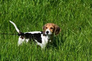 Mirar de cerca a la cara de un cachorro beagle foto