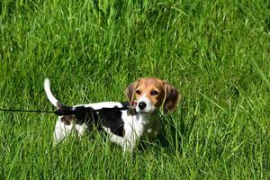 Adorable Baby Beagle Puppy Dog in Tall Green Grass photo