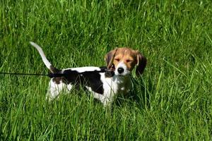 Beagle Puppy Dog with His Eyes Closed in a Grass Field photo