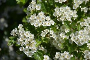 árbol frutal muy bonito con flores de manzana blanca foto