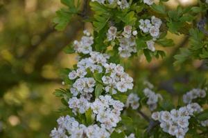 fantásticas flores de manzana en flor en un árbol frutal foto