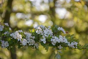 Apple Blossoms Galore on a Flowering Fruit Tree photo