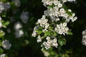 flores de manzana en un árbol en flor en un huerto foto