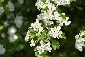 hermosas flores florecientes colgando de un árbol frutal foto