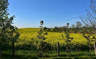 Rolling Hills and Fields of Flowering Rape Seed in Bloom photo