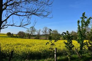 Beautiful Field of Flowering Rape Seed Blooming photo