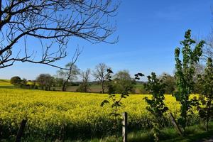 Scenic Landscape with Flowering Rape Seed Blooming photo