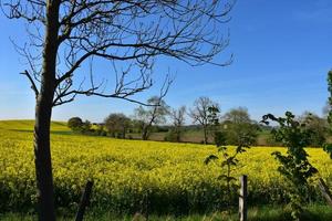 Trees on the Edge of a Flowering Rape Seed photo