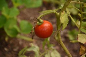 Granja de tomate rojo madurado en una vid en un jardín. foto