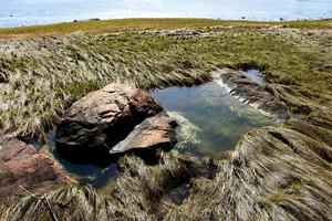 Algae in a Tide Pool on the Coastline photo