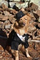Golden Dog Wearing a Hat and Suit photo