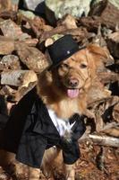 Very Cute with a Dog Wearing a Hat and Suit photo