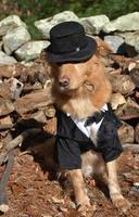Pilgrim Dog Wearing a Costume for Thanksgiving photo