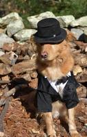 Dog Wearing a Silly Suit Costume on Halloween photo