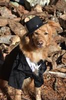 perro de halloween con sombrero de copa y traje foto