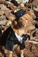 Halloween Dog With a Top Hat and Suit photo