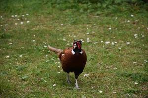 Up Close Look at a Strutting Pheasant photo