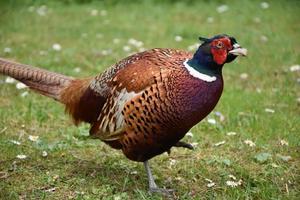 Close Up Look at a Large Colorful Pheasant photo