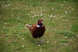 Pheasant Walking Forward in a Grass Area in the UK photo