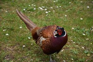 Bright Colored Striped Feathers on a Pheasant photo