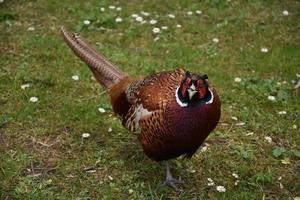 Looking Down at a Wild Game Pheasant photo