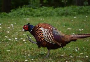 Pheasant Using His Foot to Scratch His Head photo
