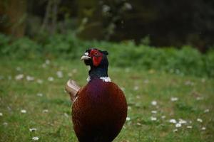 Amazing Look at a Pheasant on a Spring Day photo