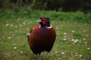 Stunning Brightly Colored Feathers on a Phreasant photo