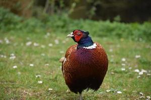 Absolutely Stunning Look at a Pheasant Up Close photo