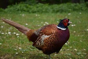 Fantastic Close Up Look at a Pheasant in the UK photo
