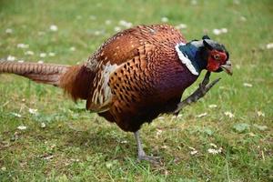 Pheasant Scratching His Face with His Foot photo
