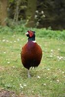 Beautiful Pheasant Standing on One Leg as He Walks photo