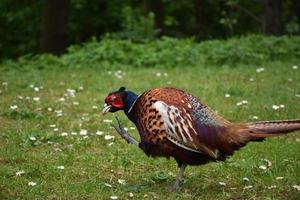 Pheasant With His Foot Raised to Scratch an Itch photo