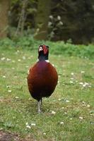 Pheasant Standing in a Grassy Clearing in the Springtime photo
