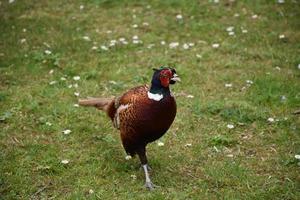 Male Ring Necked Pheasant Walking in Grass photo