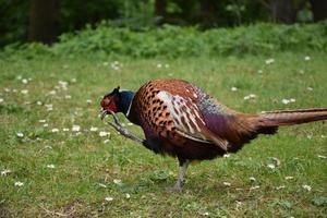 Pheasant Scratching an Itch on His Head photo