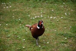 Strutting and Strolling Pheasant in a Grass Field with Small White Flowers photo