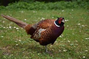 Gorgeous Side Profile of a Male Pheasant in England photo