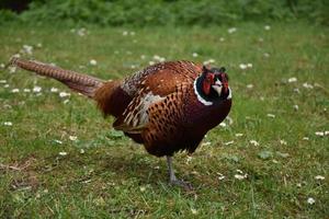 Common Pheasant in a Grass Clearing in England photo