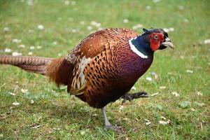 Stepping Ring Necked Pheasant in the United Kingdom photo