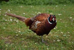 Looking Into the Face of a Colorful Pheasant photo