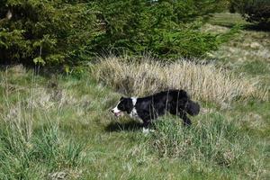 Black and White Border Collie Running Through Long Grass photo