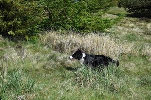 Border Collie Running Through Tall Thickets of Grass photo