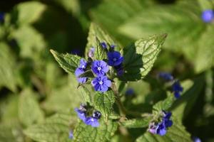 Up Close Look of a Tiny Purple Flower Blooming photo