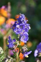 Beautiful Purple Delphinium Flowers in Bloom in a Garden photo