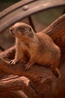 Wild Black Tailed Prairie Dog with Eyes Closed photo