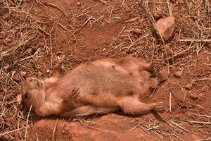 Gracioso perrito de las praderas de cola negra sobre su espalda foto