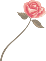 Rose Flower and botanical leaf digital painted png