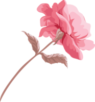 Rosenblüte und botanisches Blatt digital gemalt png