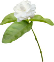 Jasminblüte isoliert, Symbol des Muttertags in Thailand. png